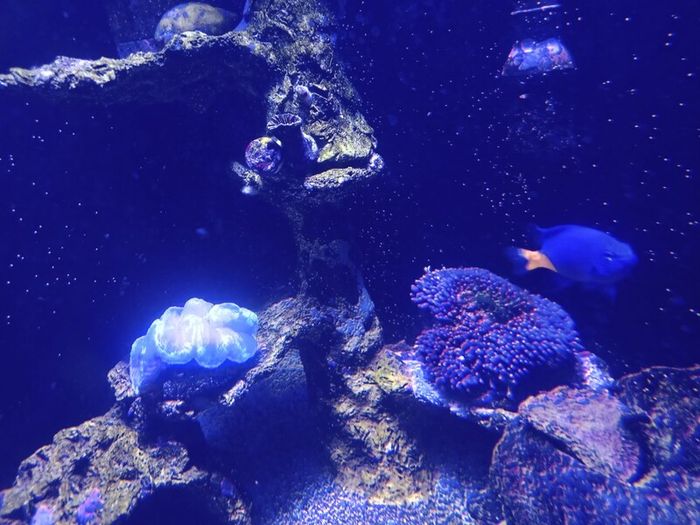 Marina fish tank.