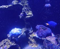 Marina fish tank.