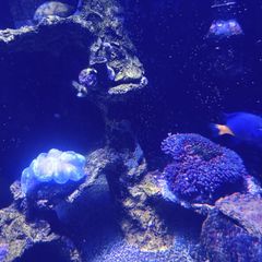 Marina fish tank.