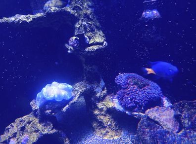 Marina fish tank.