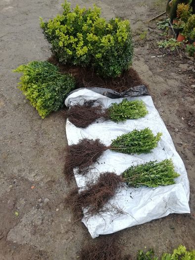 Box Hedging