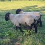 Suffolk Rams Image 5