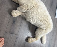 plush toy