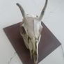 Deer Skull Image 5