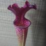 Rare to find Sarracenia Image 4