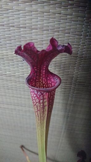Rare to find Sarracenia