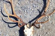 red stag