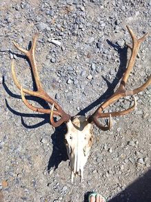red stag