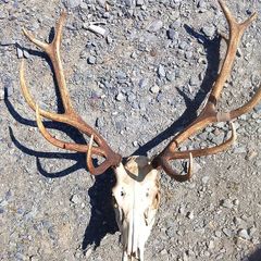 red stag