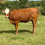 5 star heifer and heifer calf Image 5