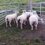 Organic hoggets Image 4