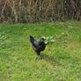 Hens & pullets Image 2