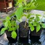 Raspberry Plant Image 3