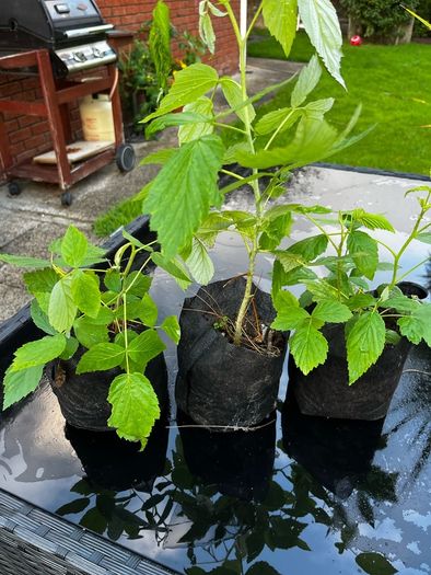Raspberry Plant