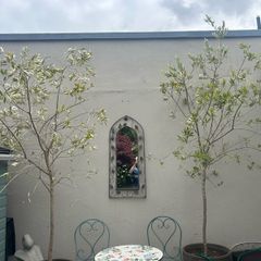 olive trees