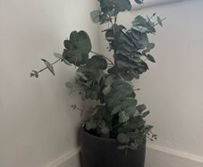 Eucalyptus plant pot