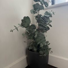 Eucalyptus plant pot