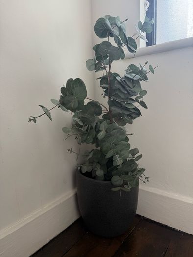 Eucalyptus plant pot