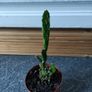 Cactus Image 4