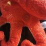 finding nemo soft toy Image 2