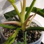 Philodendron Moonlight Image 5