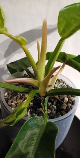 Philodendron Moonlight