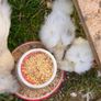 silkies Image 3