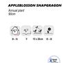 (S) Snapdragon Appleblossom Seeds 0.5g (446319) Image 4