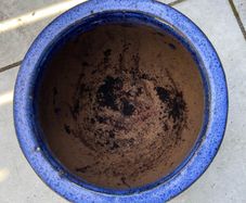Blue Plant Container