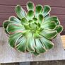 aeonium devil's eye - (rare succulent) Image 2