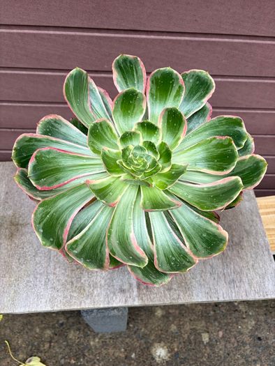 aeonium devil's eye - (rare succulent)