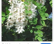 Acacia tree (medium- mature)