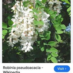 Acacia tree (medium- mature)