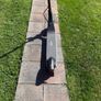Electric scooter Image 2