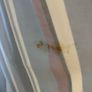 curtains eyelet 90' x 90' Image 3