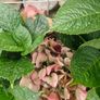 hydrangea Image 2