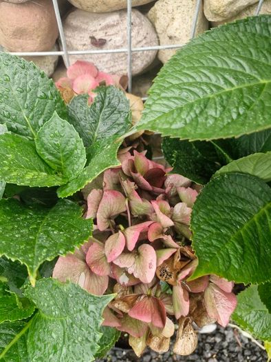 hydrangea