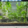 aquarium plants Image 2