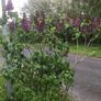 Plant lilac Image 4