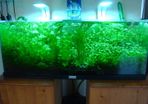 Aquarium plants