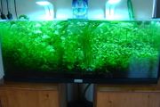 Aquarium plants