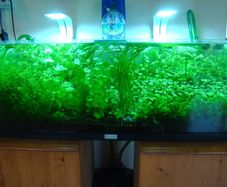 Aquarium plants