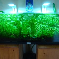 Aquarium plants