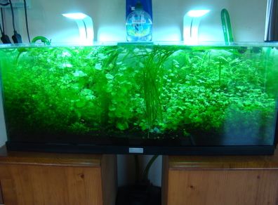 Aquarium plants