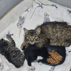 cat