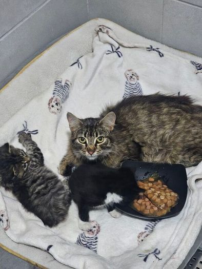 cat