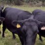 Cattle Image 10