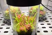 Aqua-Art VivoVerde Microterrarium with insectivorous plants 2L - ver3