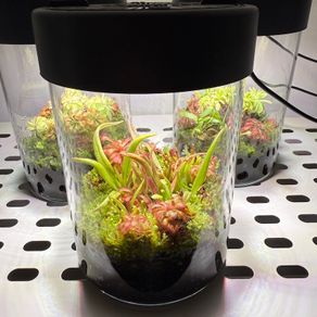 Aqua-Art VivoVerde Microterrarium with insectivorous plants 2L - ver3