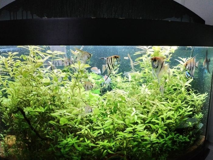 juwel Trigon 350